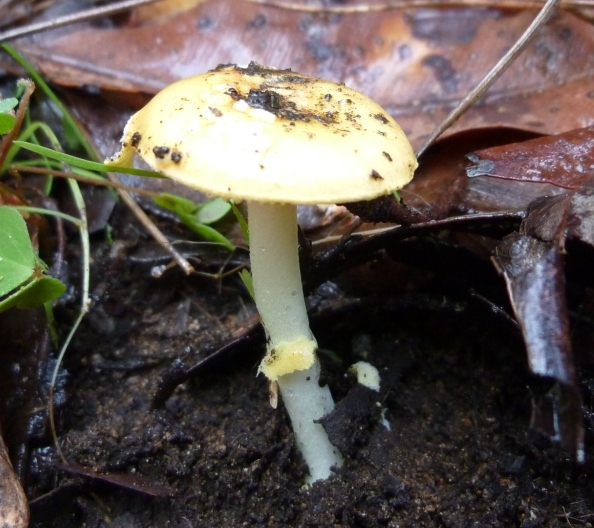 Amanita xanthocephala